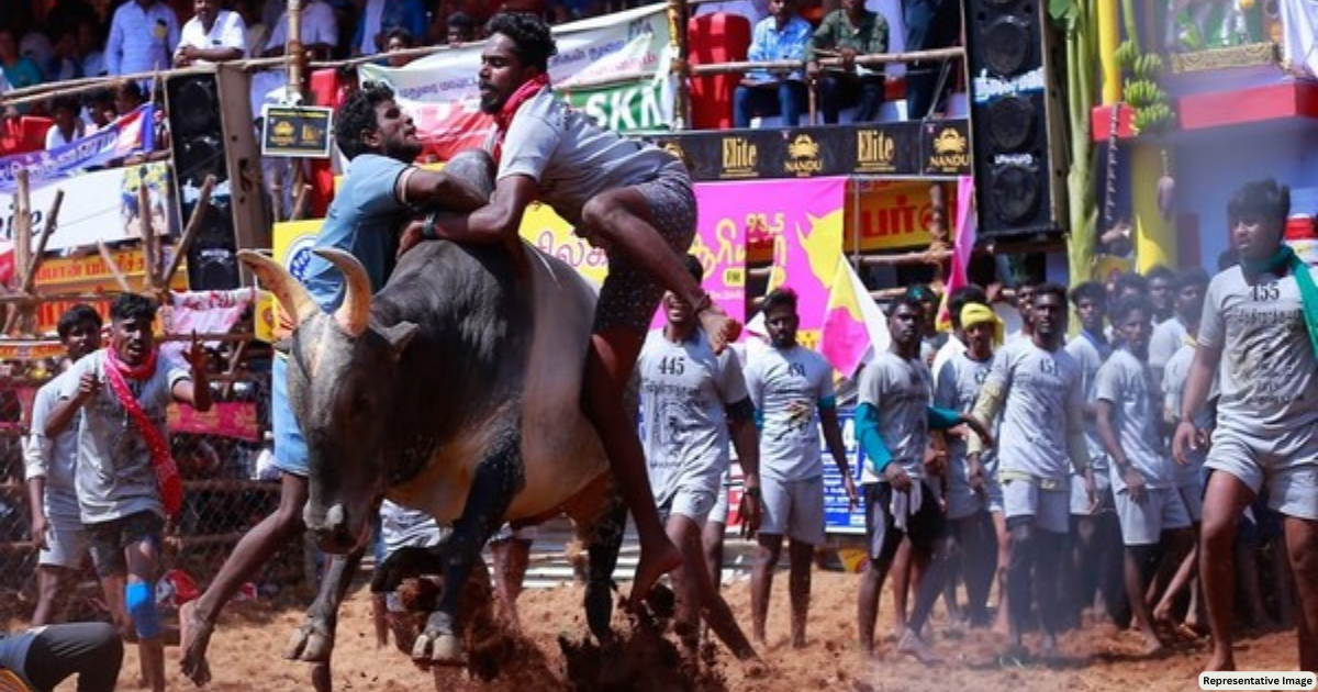 Tamil Nadu: Bull training begins for Jallikatu in Madurai ahead of Pongal